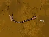 kígyó játék